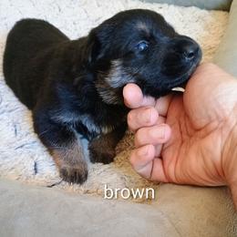 Brown - Black and tan male German Shepherd puppy in Dawsonville, Georgia from Vom Aussenseiter