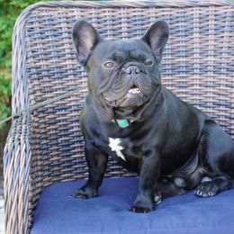 COOPER - French Bulldog