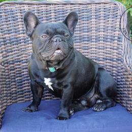 COOPER - French Bulldog