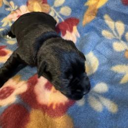 Miniature Schnauzer Puppies from Sweet Home Schnauzers