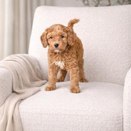 Boy 3 - male Goldendoodle puppy in Humble, Texas from Simply Dane Doodles