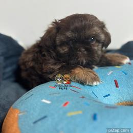 Jude - Chocolate male Shih Tzu puppy in Walkertown, North Carolina from Lil’ Bit’s Shih Tzu