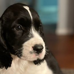 English Springer Spaniels and Field Spaniels from Pridemark
