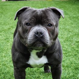 Monty - Staffordshire Bull Terrier