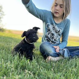 Miniature Schnauzer Puppies from Winona Schnauzers