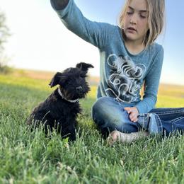 Miniature Schnauzer Puppies from Winona Schnauzers