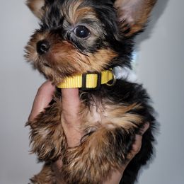 Yellow - Blue and gold female Yorkshire Terrier puppy in Gilbert, Arizona from Yorkie Your Soulmate Puppy