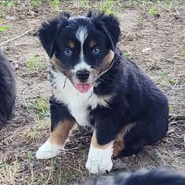 Ares - Black tri male Miniature Australian Shepherd puppy in Philpot, Kentucky from Miller Hill Mini American Shepherds and Mini Australian Shepherds