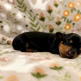 Joni Mitchell - Black and tan female Dachshund puppy in Nampa, Idaho from 208 Wiener Wiggle Butts LLC