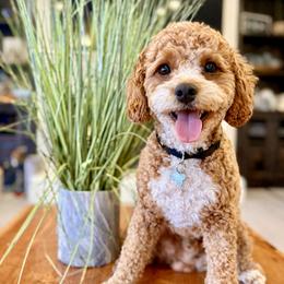 Lucky - Cavapoo