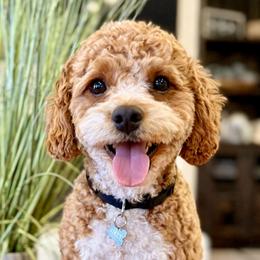 Lucky - Cavapoo