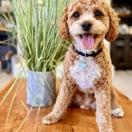 Lucky - Cavapoo