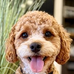 Lucky - Cavapoo