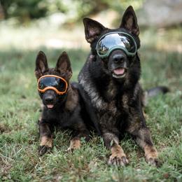 German Shepherd Puppies from Vom Rindahaus Shepherds