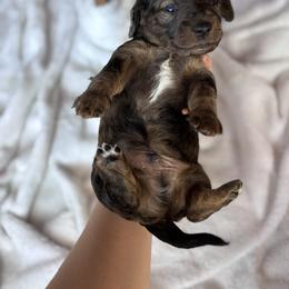 Dachshund Puppies from A Anchor Farm