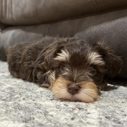 Miniature Schnauzer Puppies from A.R Miniature Schnauzers