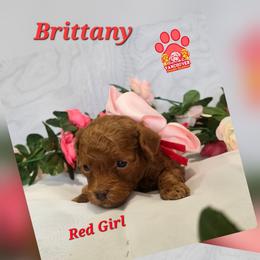 Red - Red female Labradoodle puppy in Vancouver, Washington from Vancouver Doodles Buddies