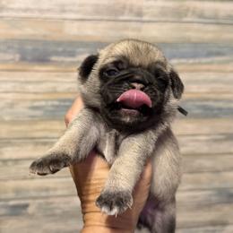 Nate (black) - Fawn male Pug puppy in Hereford, Arizona from Broken Road Ranch Pugs