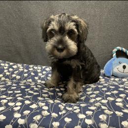 Bernese Mountain Dog and Miniature Schnauzer Puppies from Water Oak Farm