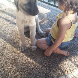 Anatolian Shepherd Dog Puppies from Thakeb Anatolian Shepherd