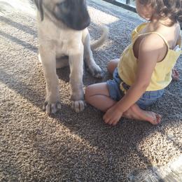 Anatolian Shepherd Dog Puppies from Thakeb Anatolian Shepherd