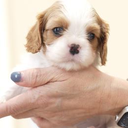 Twix - Blenheim male Cavalier King Charles Spaniel puppy in Greensboro, North Carolina from Hyde Park Cavaliers