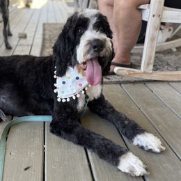 Bernedoodle puppies from Halsey Poodles and Doodles