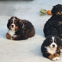 Bernedoodle Puppies from Adorable Dixie Doodles