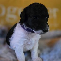 Sera - Parti female Poodle puppy in Blue Ridge, Georgia from Beltane Standard Poodles