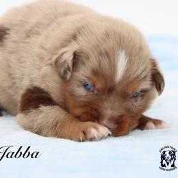 Badger - Red merle male Miniature Australian Shepherd puppy in Weeki Wachee, Florida from Arlington's Mini Aussies