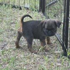 Brussels Griffon Puppies from Mad Monkey