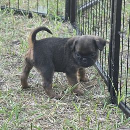 Brussels Griffon Puppies from Mad Monkey