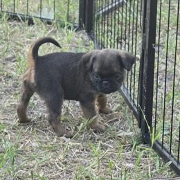 Brussels Griffon Puppies from Mad Monkey