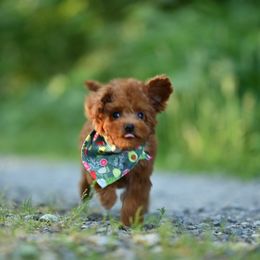 Cavapoo, Cockapoo, and Poodle Puppies from Heavenly Puppies to Love