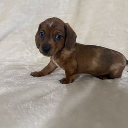 Dachshund Puppies from Brittany Corbin