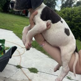 Luke - White male Great Dane puppy in Florida from Beachside Kennels