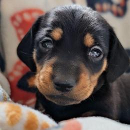 Girl 2 - Black and tan female Dachshund puppy in Ormond Beach, Florida from Manpaw Puppies