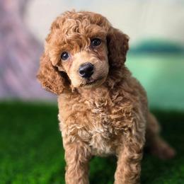 Leonardo - Apricot male Poodle puppy in Springfield, Oregon from Valaurah Farms