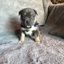 Boris - Blue tri-color male American Bully puppy in Fairbanks, Alaska from Alaska Rose Kennels