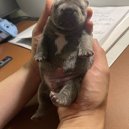 Ice - Blue male French Bulldog puppy in Springfield, Virginia from Pardon My Frenchies