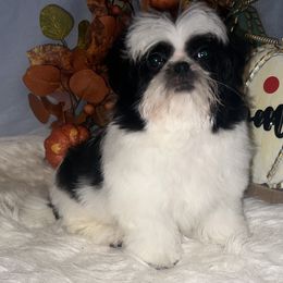 Alvin - Black and white male Shih Tzu puppy in Tenino, Washington from Fantasy Realm Shih Tzus