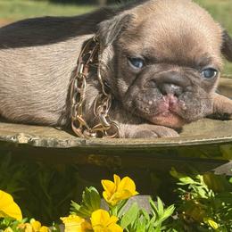 Rocko - Blue male French Bulldog puppy in Taylorsville, North Carolina from SilverLining highlands and hounds