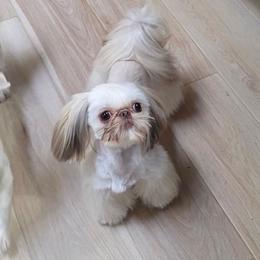 Liam - Shih Tzu