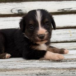 Java - Black tri male Miniature Australian Shepherd puppy in Licking, Missouri from Burnett Aussies