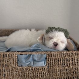 Earl Grey - Cream and white male Shih Tzu puppy in Cedar Hill, Texas from Puppy Paper House