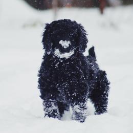 Australian Labradoodle and Poodle Puppies from Hunter Farm