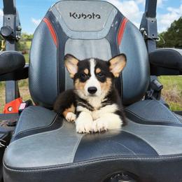 Havana - Black and white female American Corgi puppy in Inverness, Florida from Canaan Farm Corgis