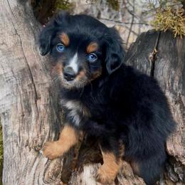 Salomon - Black tri-color male Australian Shepherd puppy in Randolph, Utah from Dry Canyon Pups