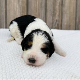 Aurora - Tri-color female Bernedoodle puppy in Wamego, Kansas from Doodles of Oz