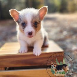 Goblin - Blue merle and white male American Corgi puppy in Cameron, North Carolina from Butts Family Corgis